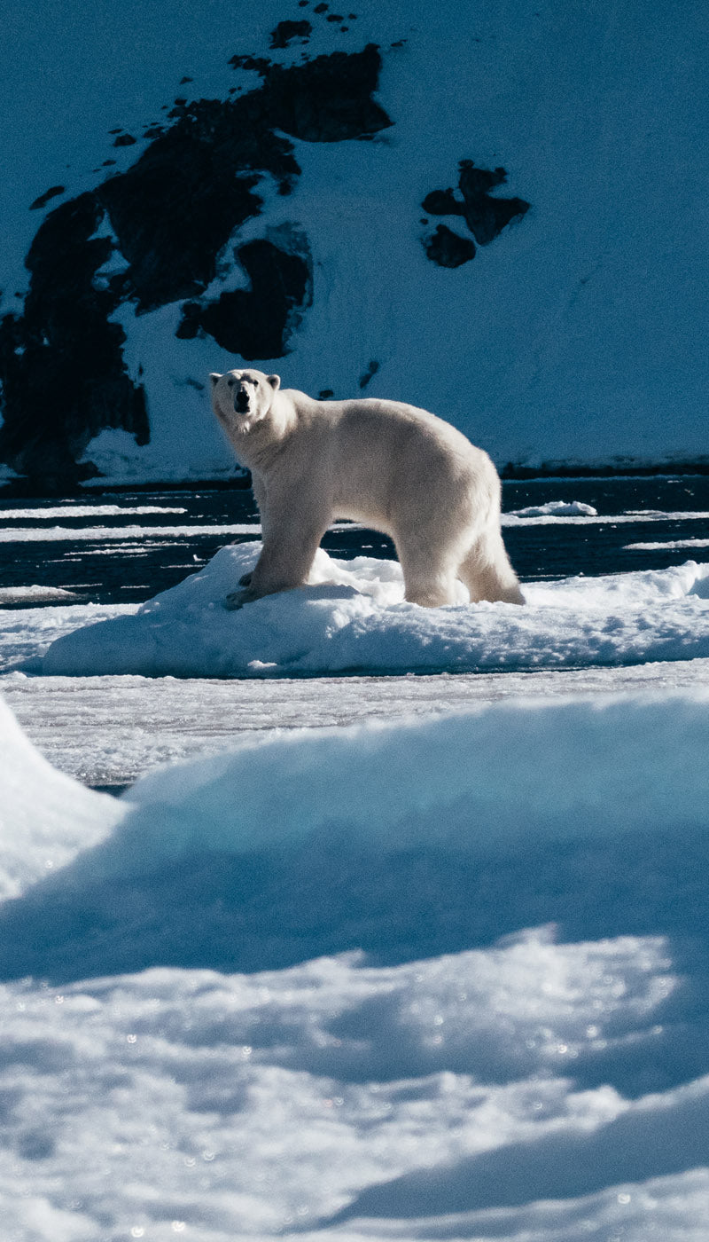 Sail Polar bear svalbard MOB